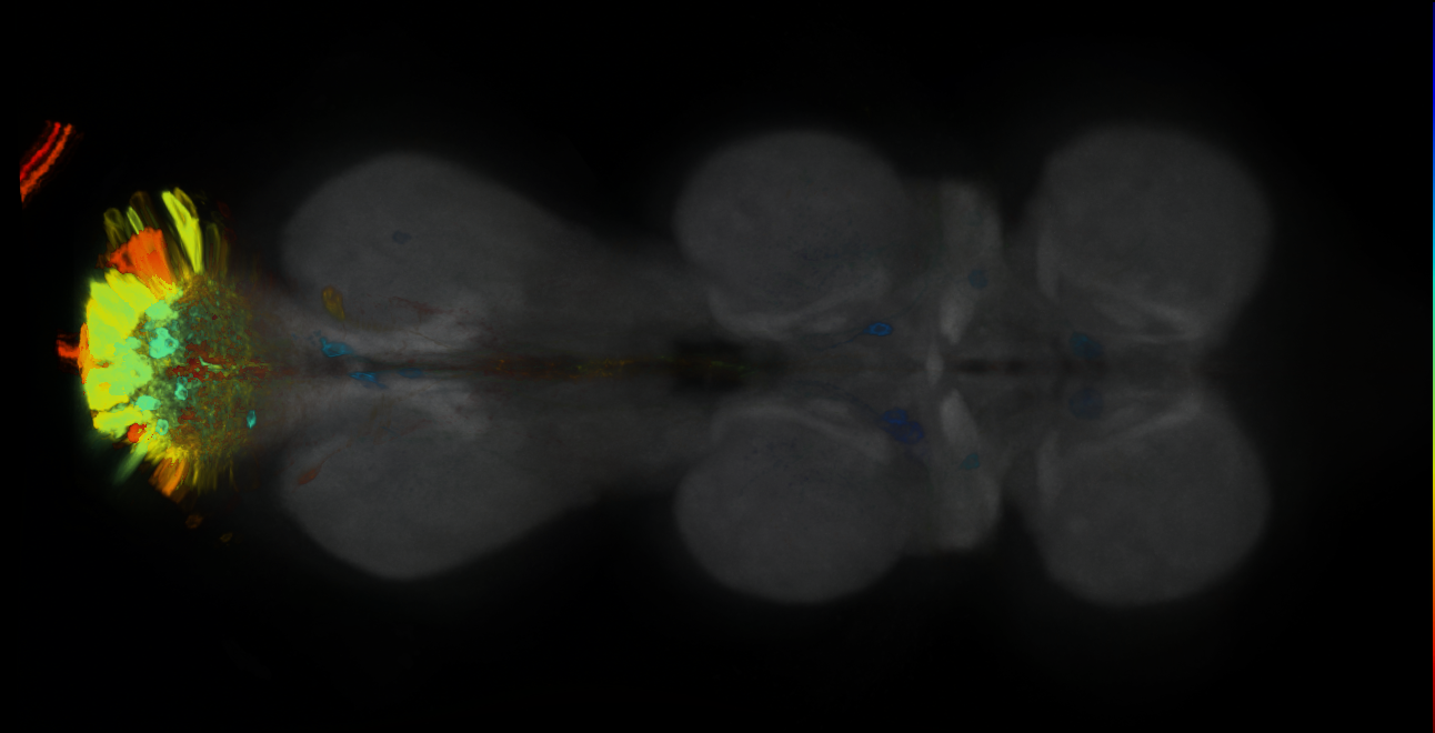 P{GMR24G07-GAL4} expression pattern