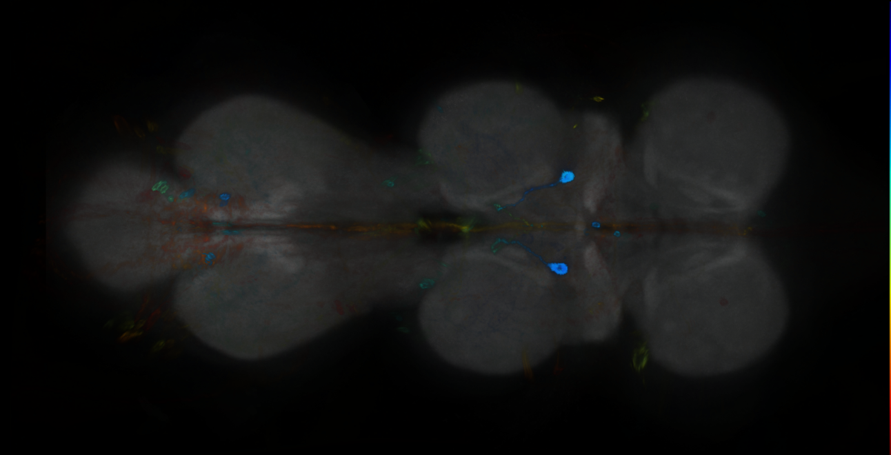 P{GMR24G08-GAL4} expression pattern