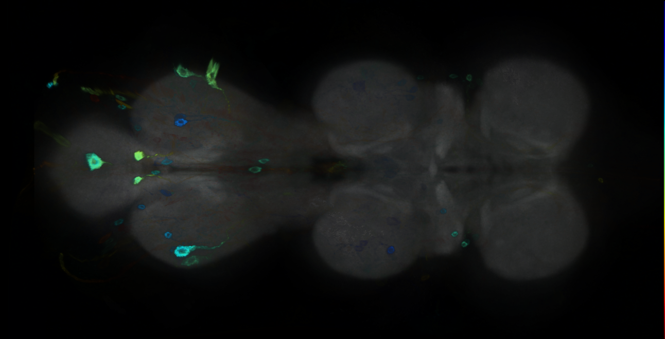 P{GMR24G09-GAL4} expression pattern