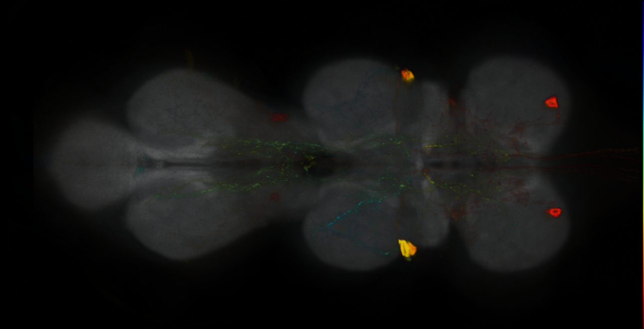 P{GMR24G12-GAL4} expression pattern