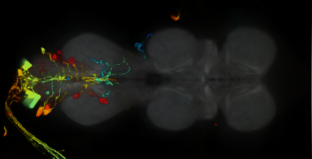 P{GMR24H01-GAL4} expression pattern
