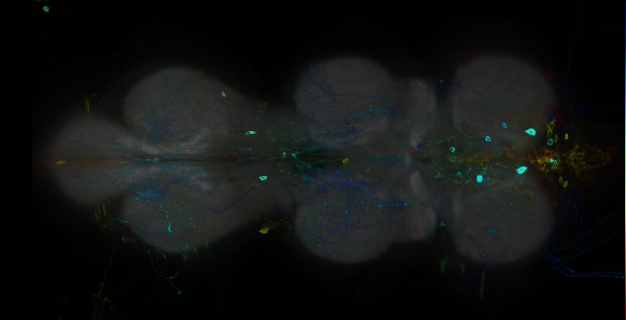 P{GMR24H02-GAL4} expression pattern