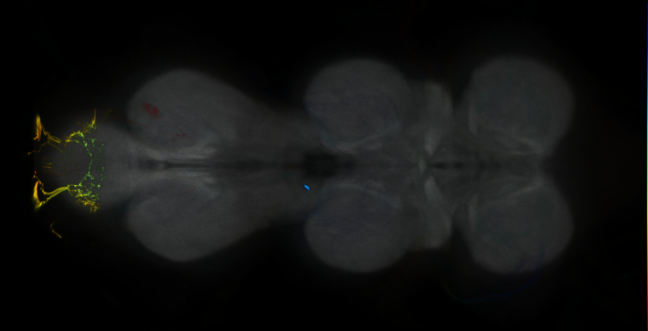 P{GMR24H04-GAL4} expression pattern