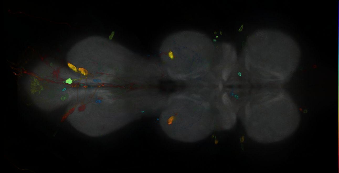 P{GMR24H05-GAL4} expression pattern