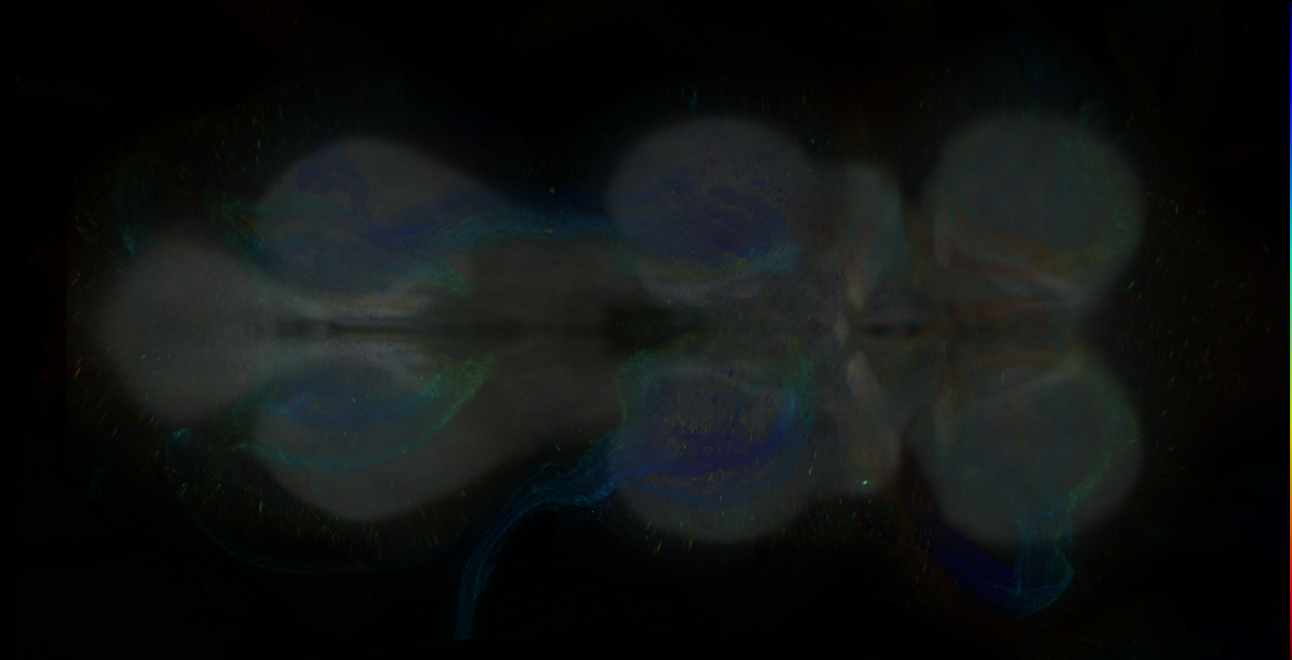P{GMR24H10-GAL4} expression pattern