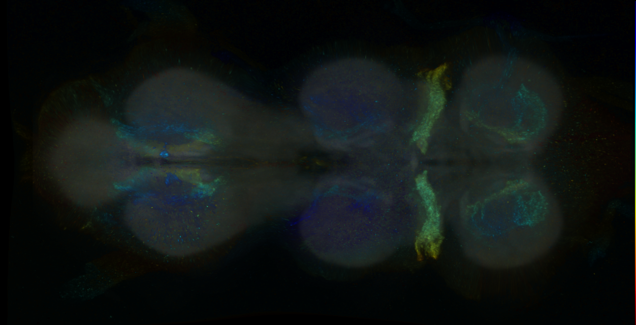 P{GMR24H11-GAL4} expression pattern