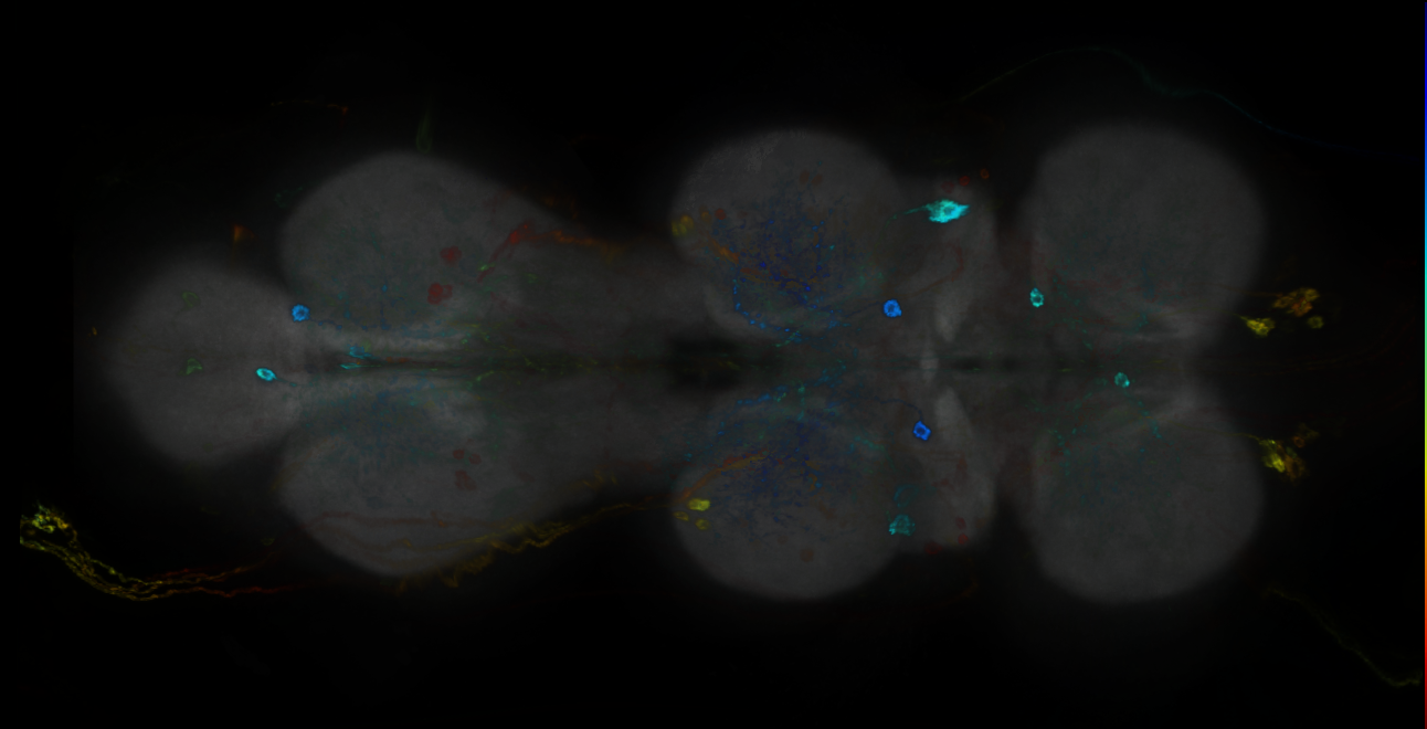 P{GMR25A09-GAL4} expression pattern