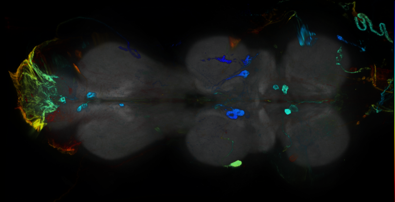 P{GMR25A12-GAL4} expression pattern