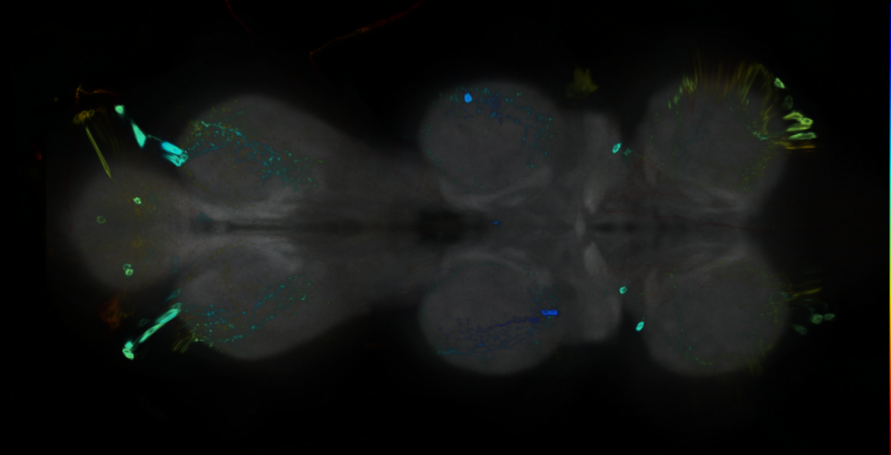 P{GMR25B12-GAL4} expression pattern