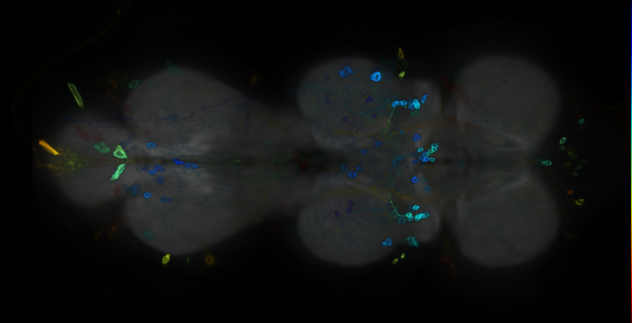 P{GMR25C03-GAL4} expression pattern