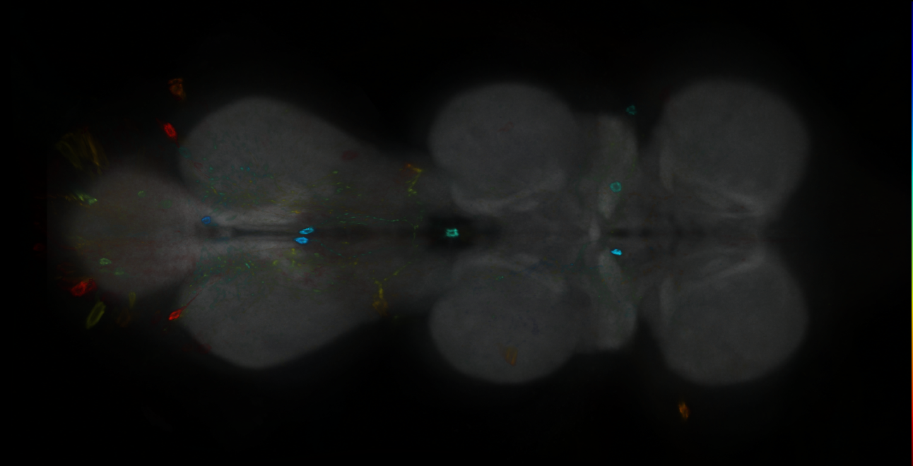 P{GMR25C04-GAL4} expression pattern