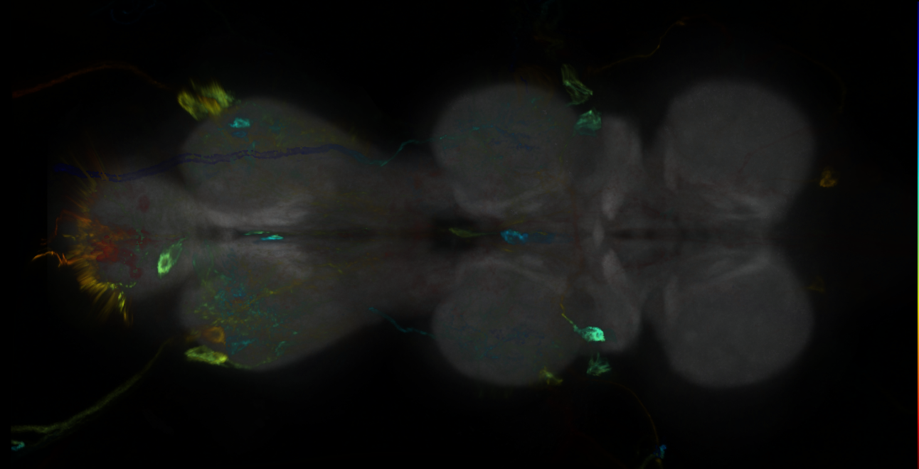 P{GMR25C08-GAL4} expression pattern
