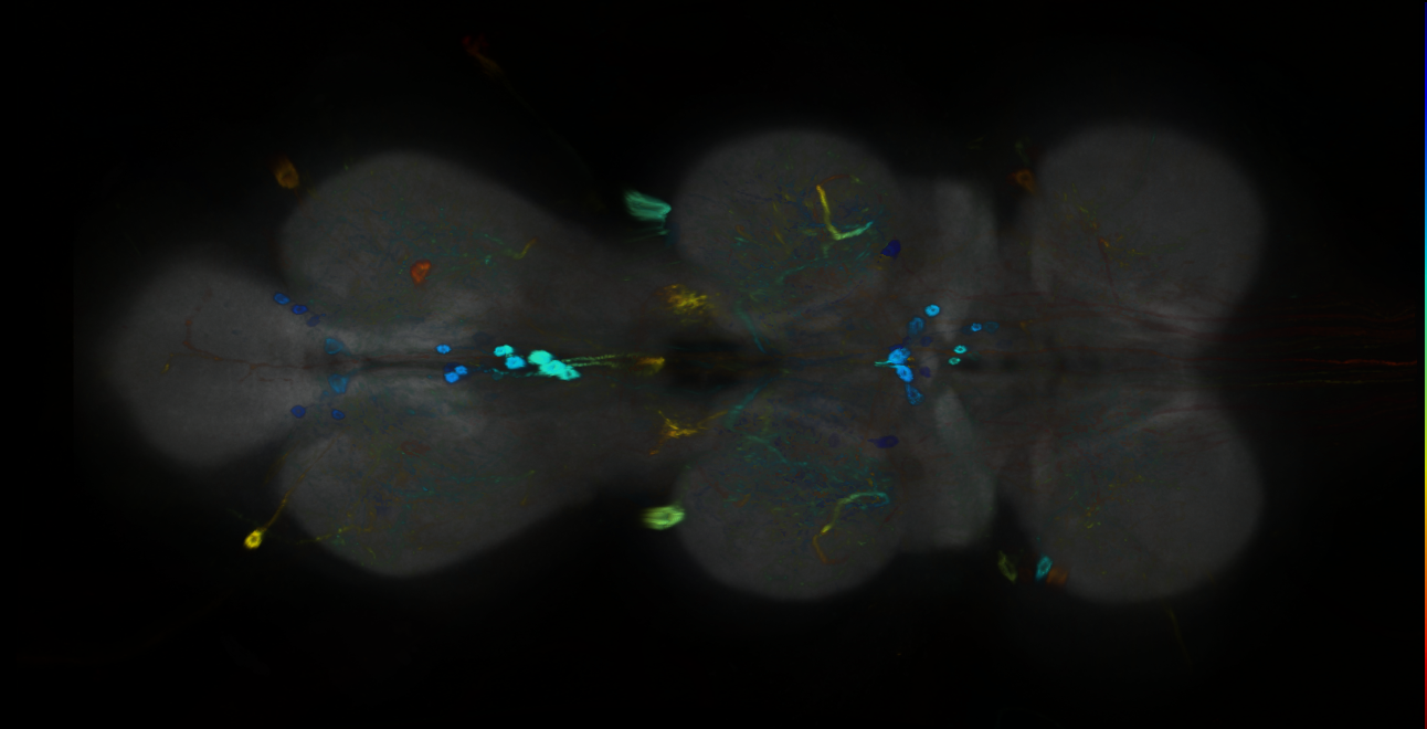 P{GMR25D01-GAL4} expression pattern