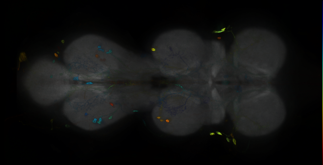 P{GMR25F10-GAL4} expression pattern