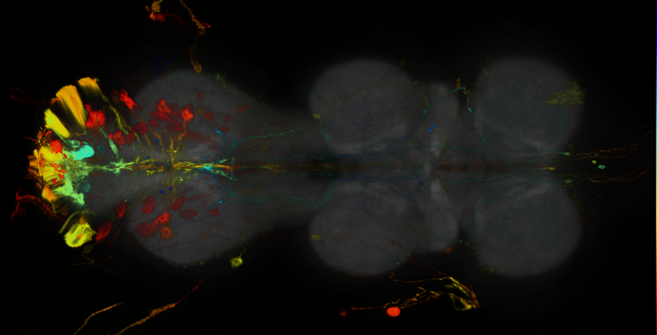 P{GMR25G01-GAL4} expression pattern