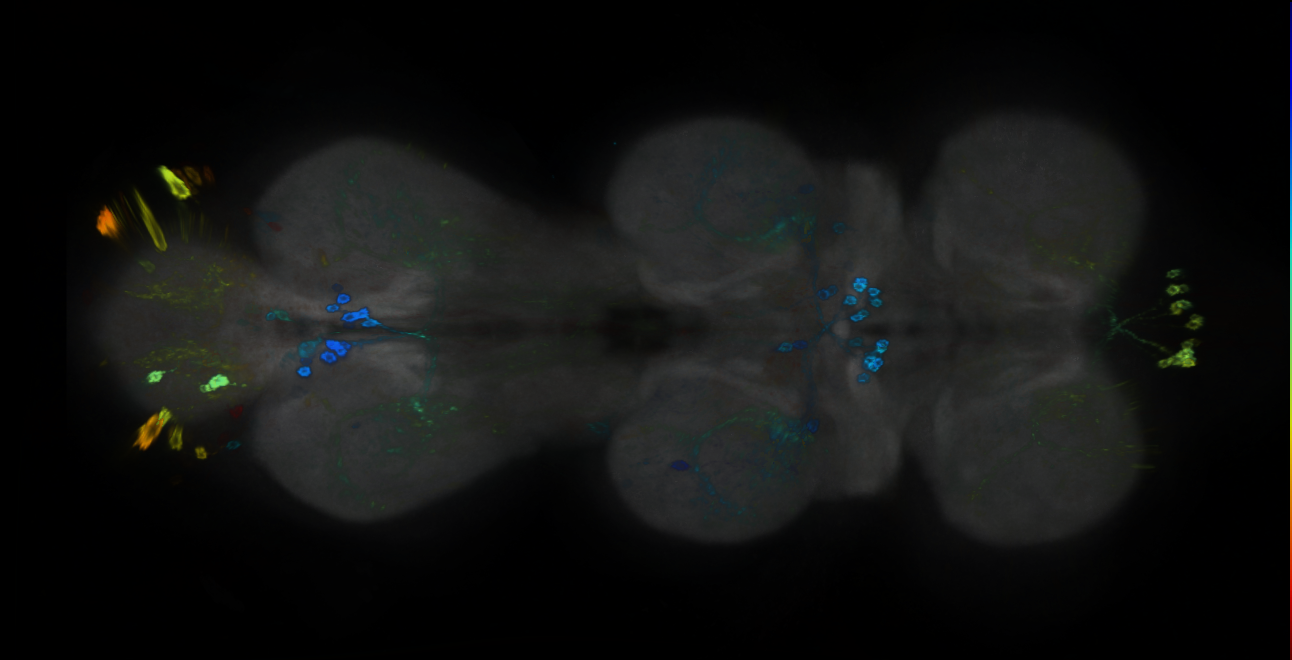 P{GMR25G05-GAL4} expression pattern