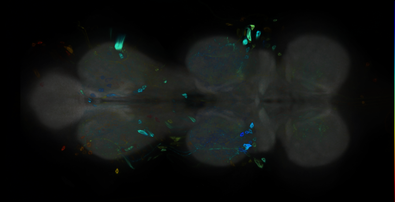 P{GMR25G07-GAL4} expression pattern
