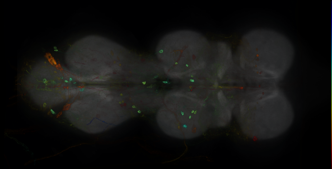 P{GMR25H02-GAL4} expression pattern