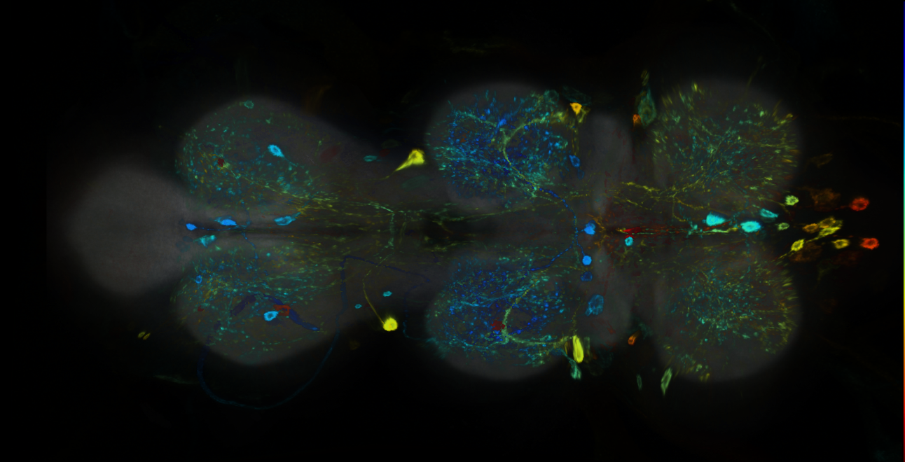 P{GMR26D03-GAL4} expression pattern