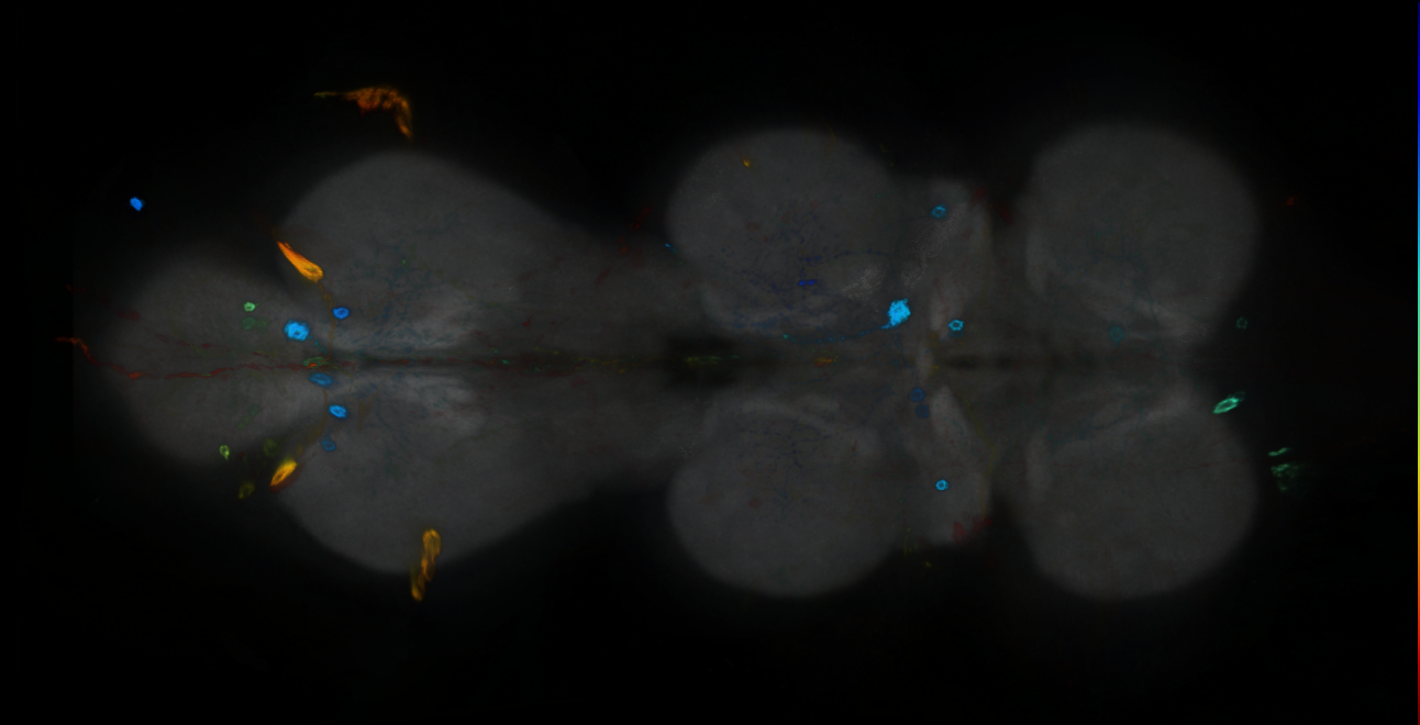 P{GMR26D06-GAL4} expression pattern