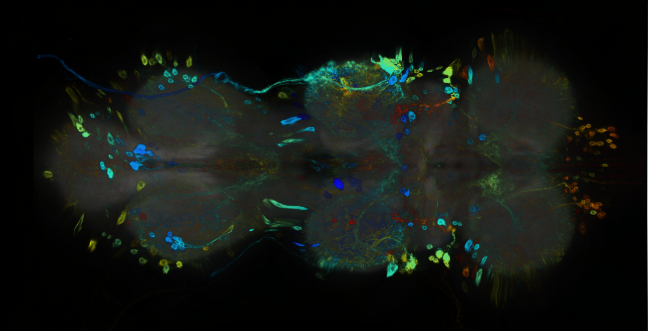 P{GMR26D08-GAL4} expression pattern