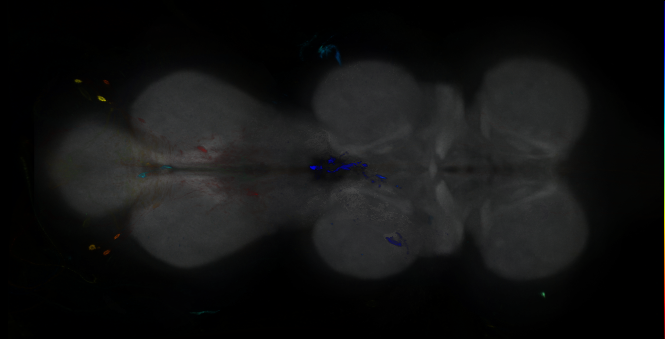P{GMR27E09-GAL4} expression pattern