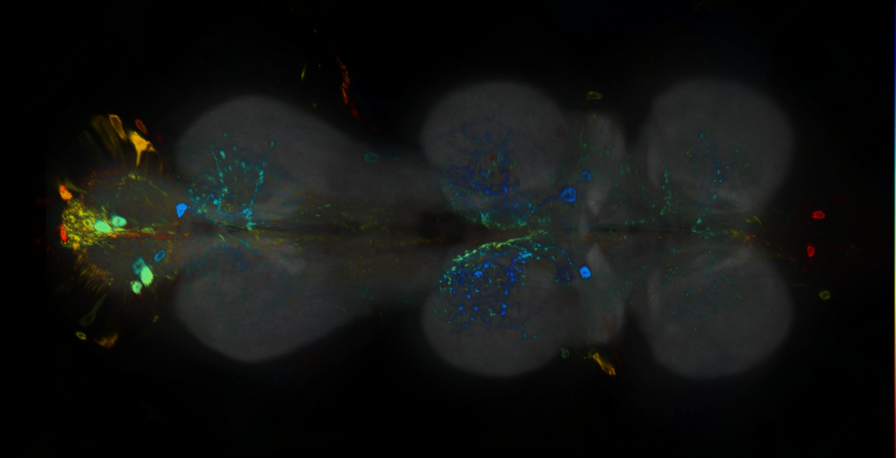 P{GMR27H02-GAL4} expression pattern