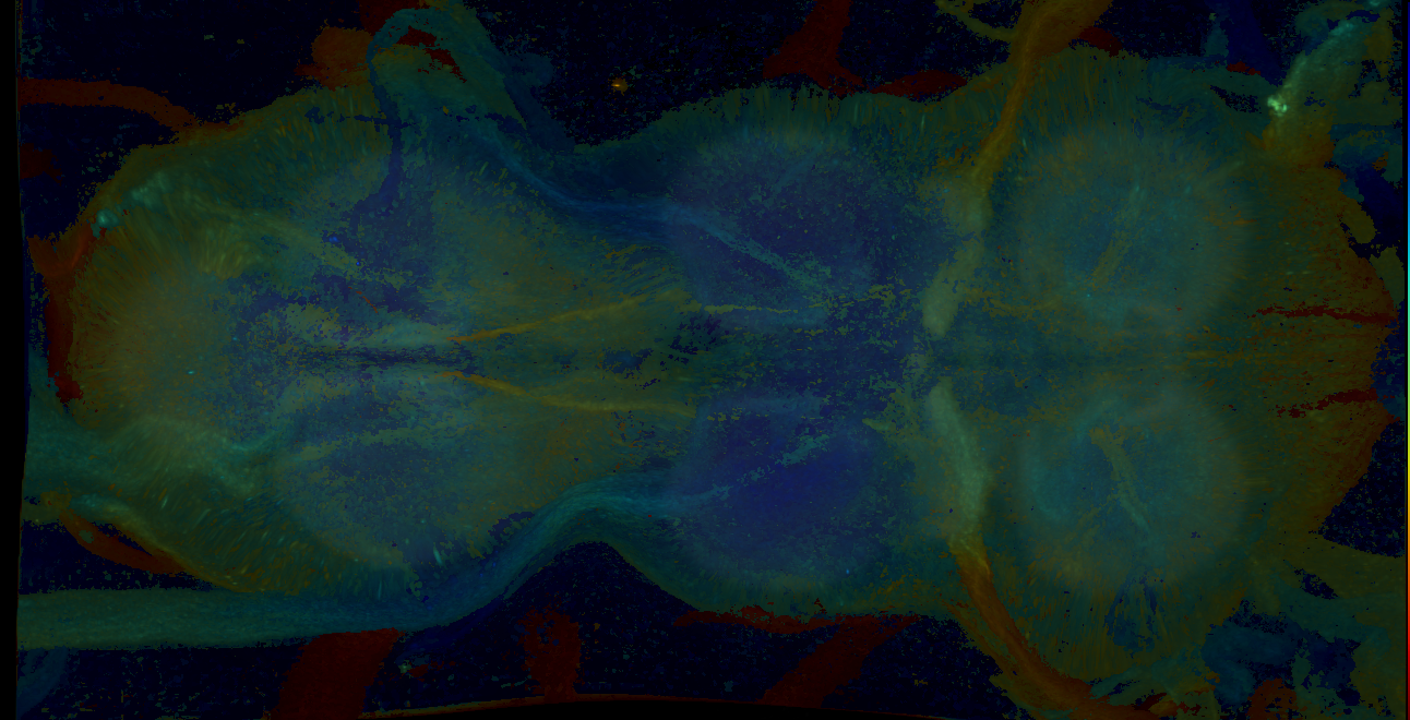 P{GMR27H09-GAL4} expression pattern