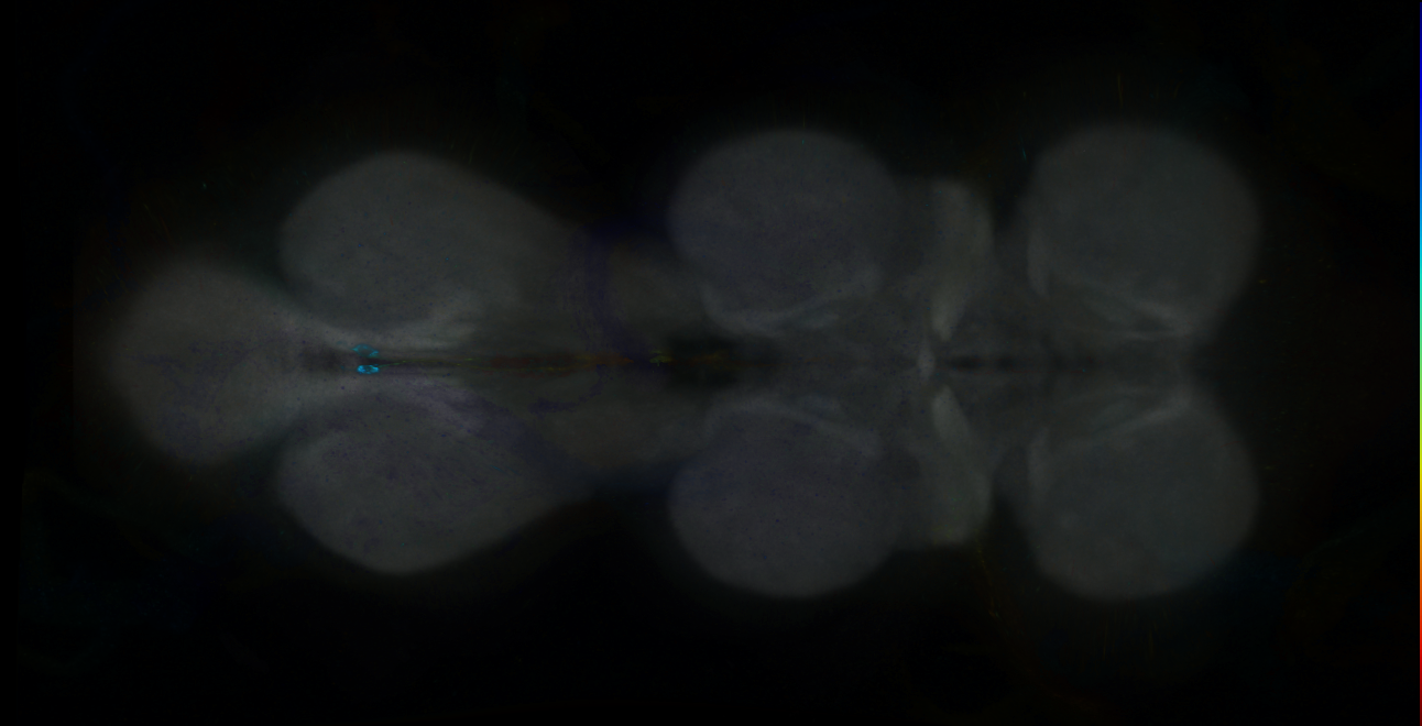 P{GMR28A05-GAL4} expression pattern