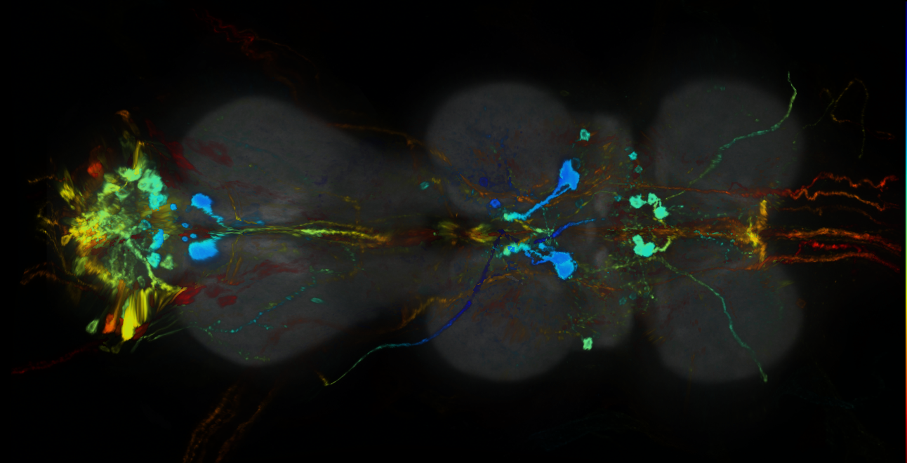 P{GMR28C05-GAL4} expression pattern