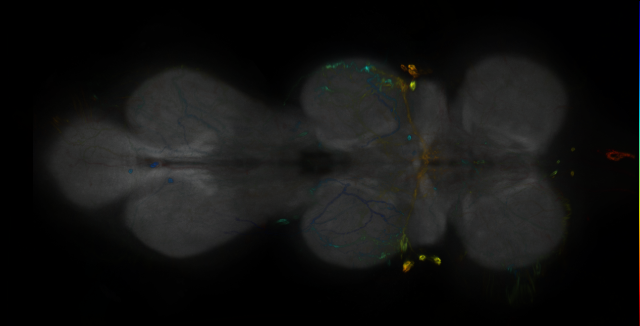 P{GMR28H07-GAL4} expression pattern