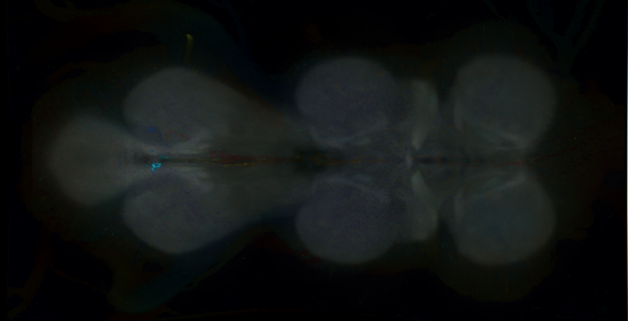 P{GMR29A09-GAL4} expression pattern