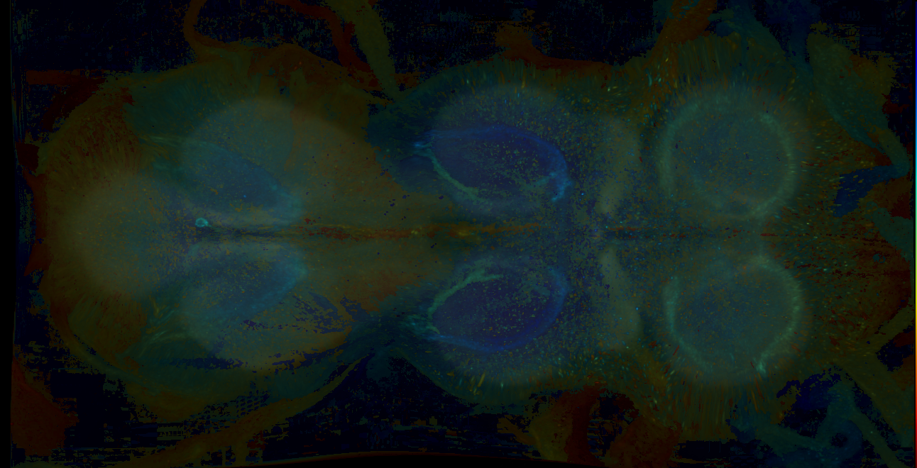 P{GMR29C07-GAL4} expression pattern