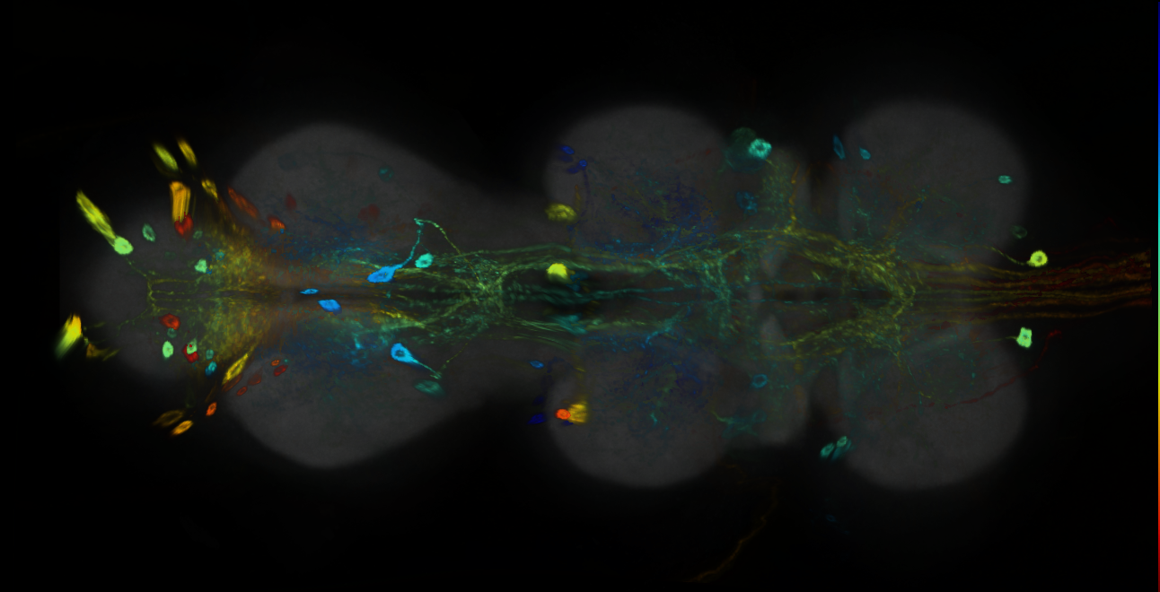 P{GMR29F12-GAL4} expression pattern