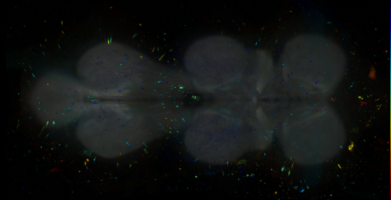 P{GMR29H07-GAL4} expression pattern