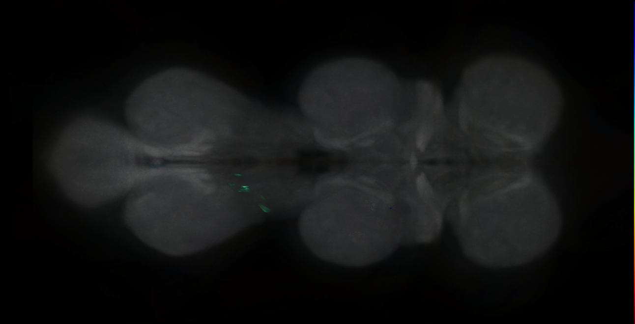 P{GMR30A01-GAL4} expression pattern