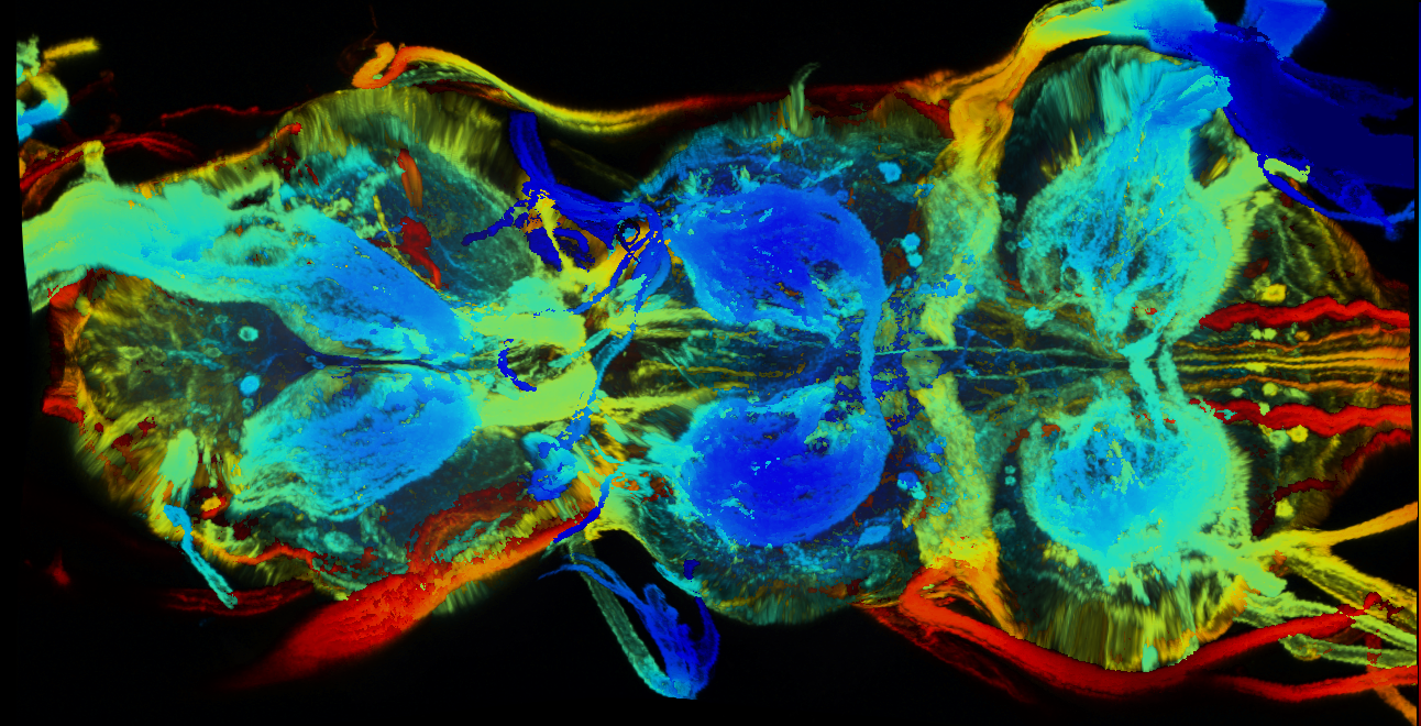 P{GMR30F09-GAL4} expression pattern