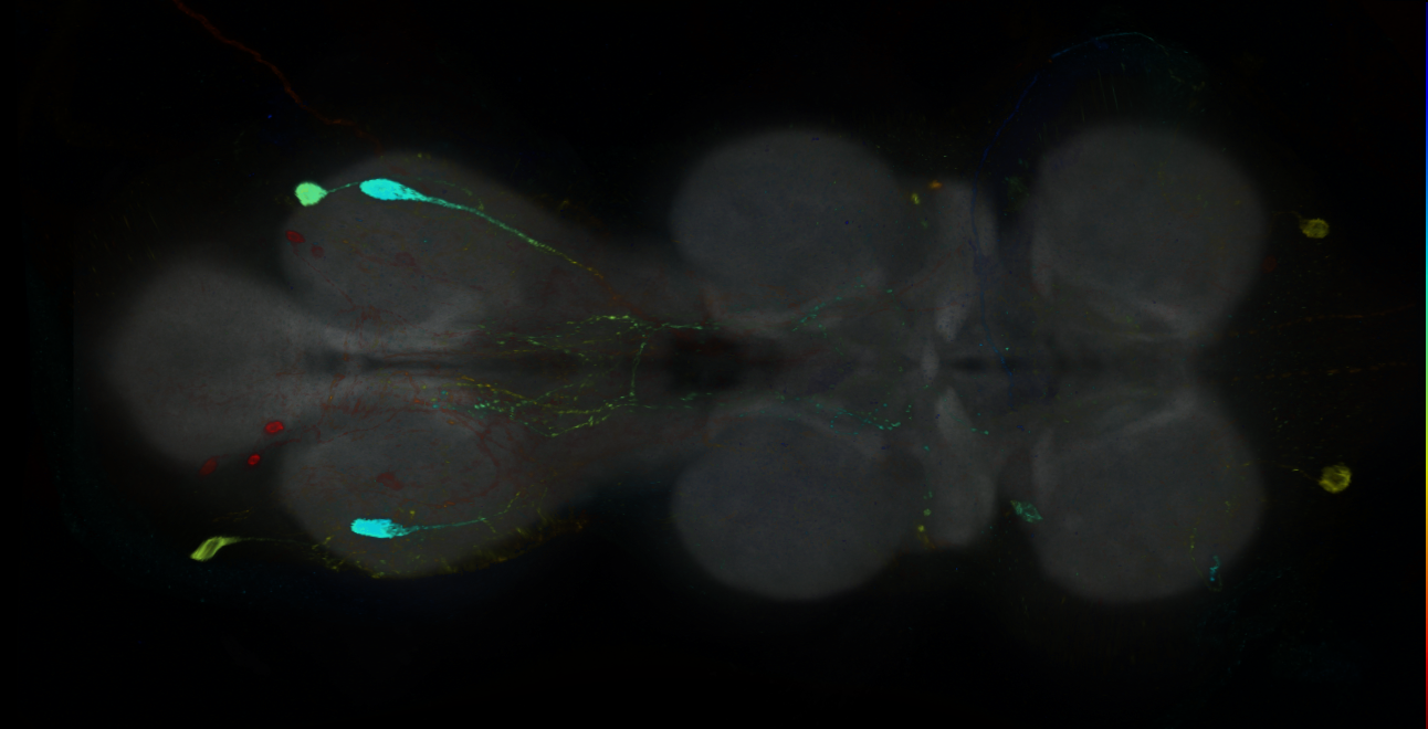 P{GMR30F10-GAL4} expression pattern