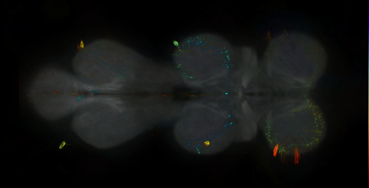 P{GMR30G05-GAL4} expression pattern