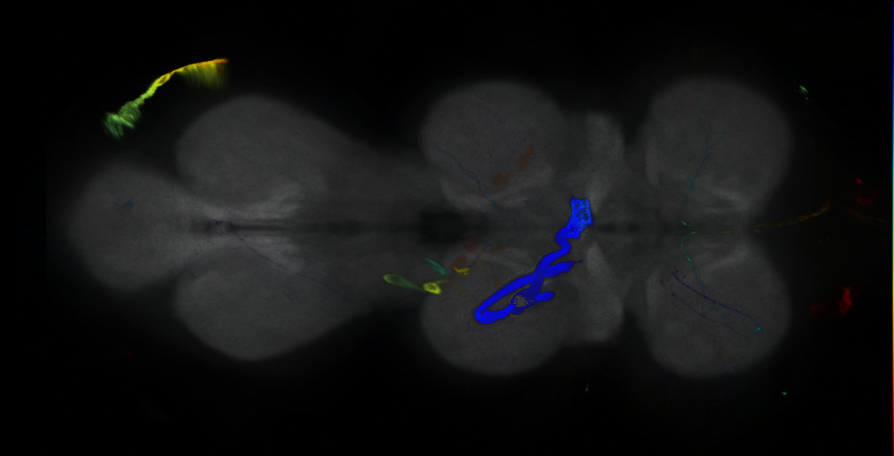 P{GMR31F12-GAL4} expression pattern