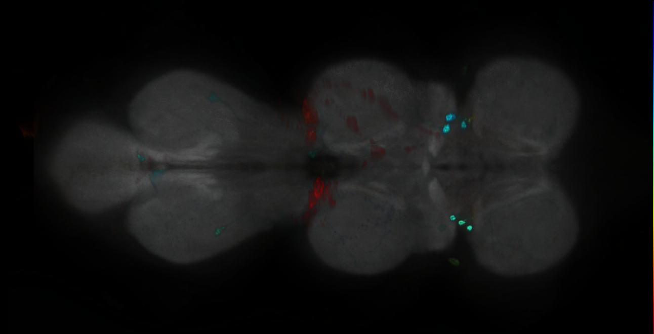 P{GMR32A04-GAL4} expression pattern
