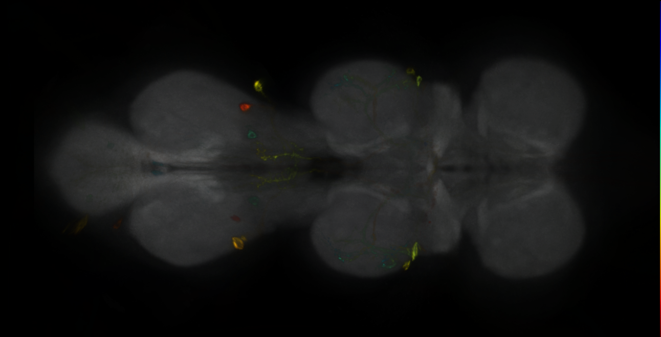 P{GMR32A05-GAL4} expression pattern
