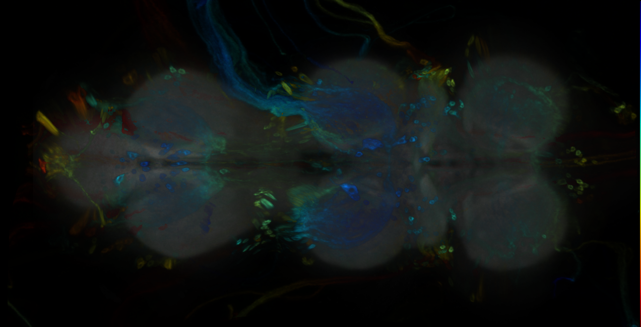 P{GMR32B02-GAL4} expression pattern