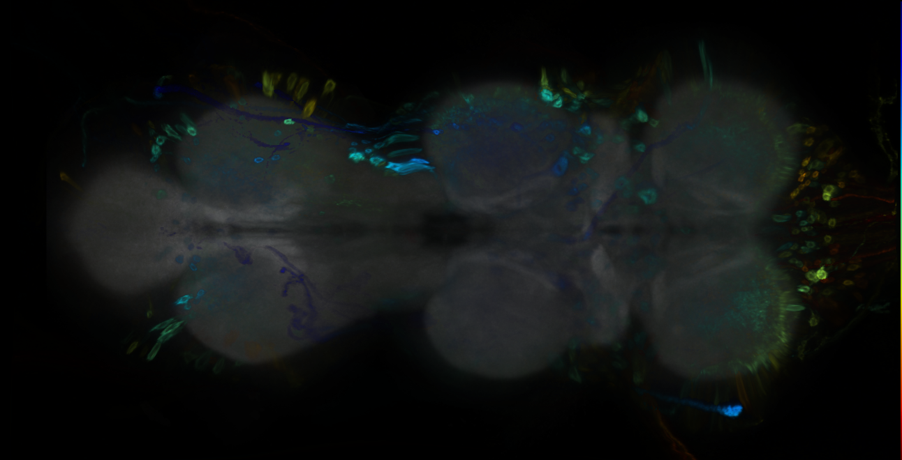 P{GMR32B04-GAL4} expression pattern