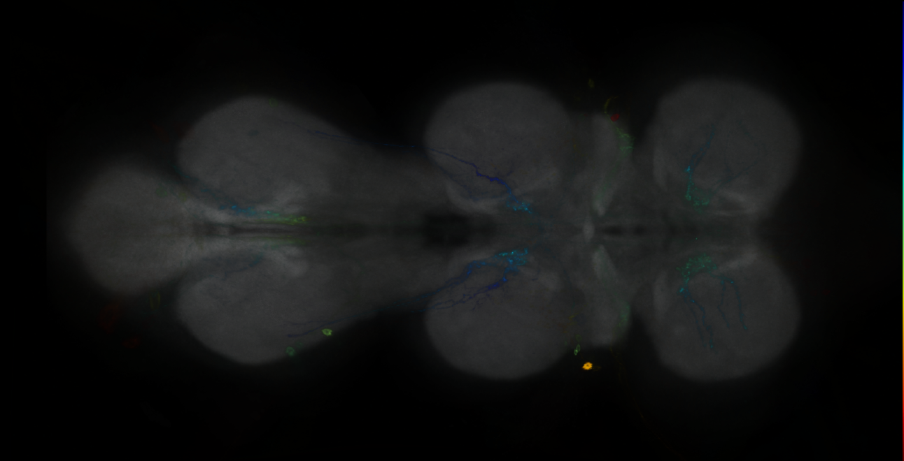 P{GMR32C04-GAL4} expression pattern