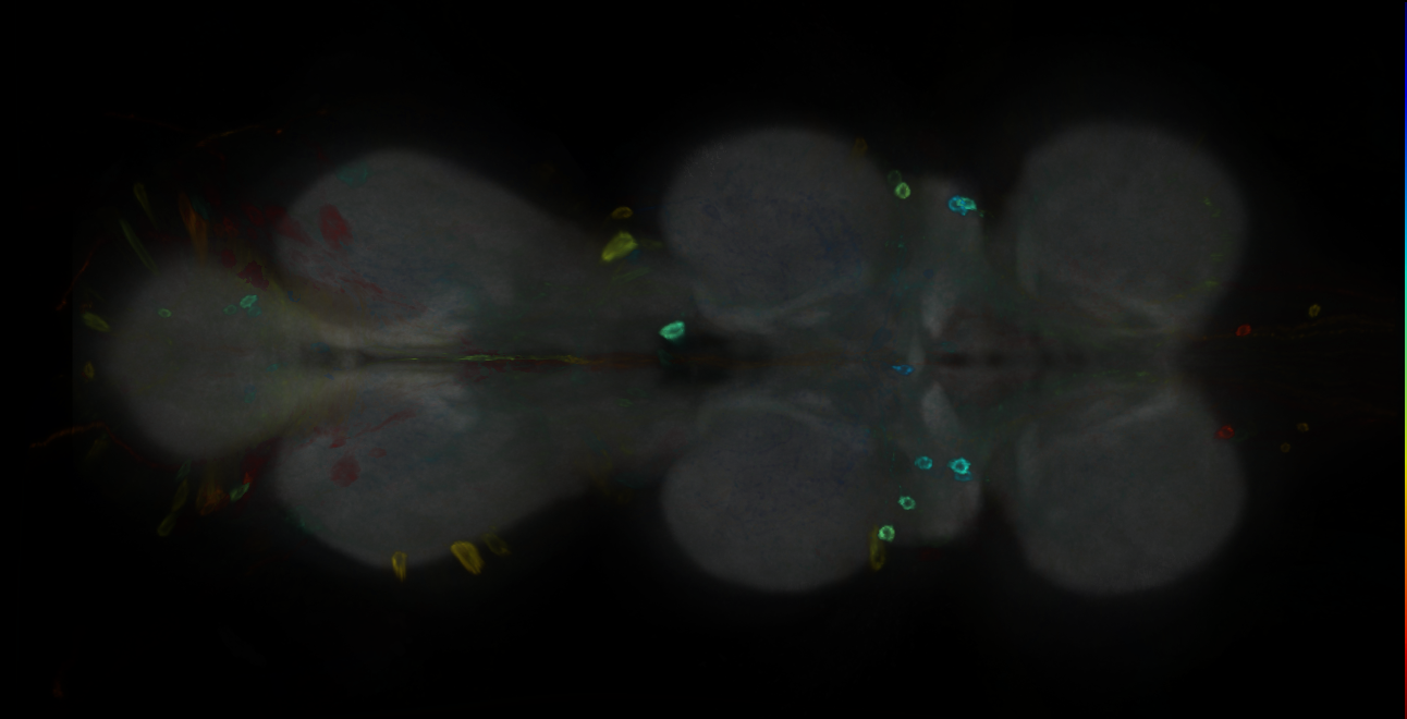 P{GMR32C05-GAL4} expression pattern