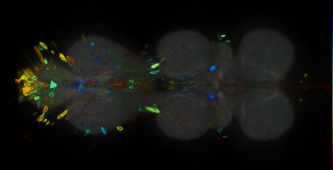 P{GMR32E10-GAL4} expression pattern