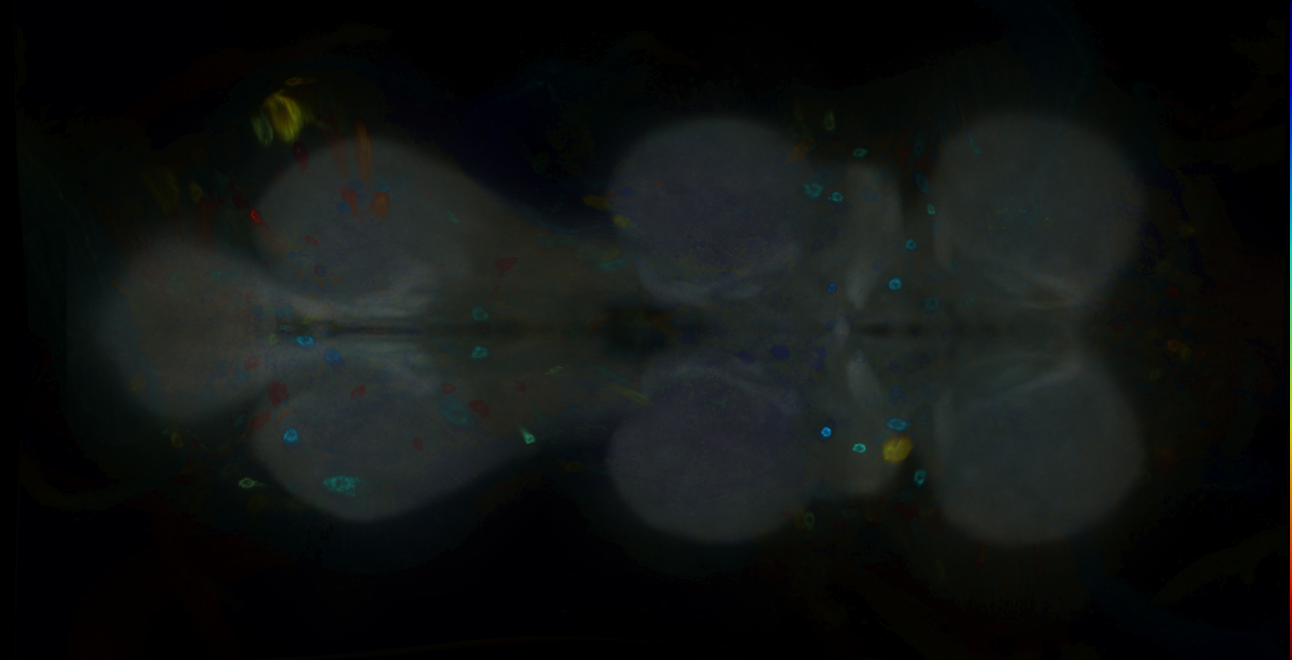 P{GMR32F12-GAL4} expression pattern