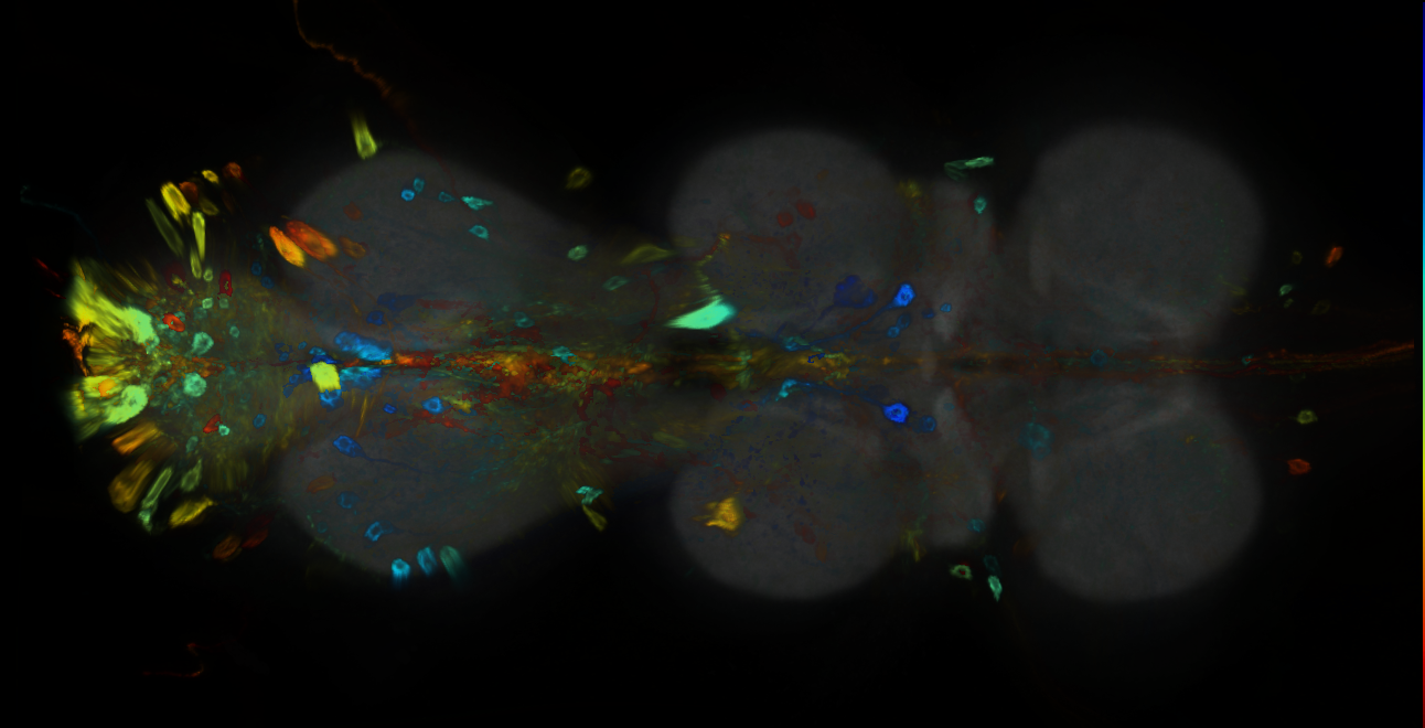 P{GMR32G09-GAL4} expression pattern
