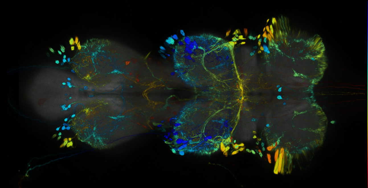 P{GMR32H01-GAL4} expression pattern